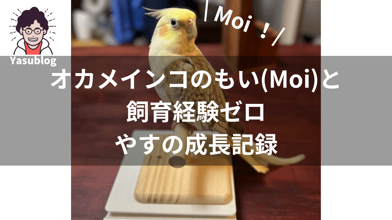 オカメインコのもい